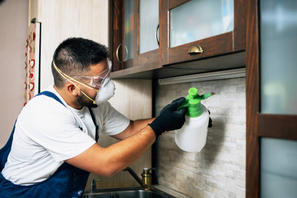 Best Affordable Pest Control Services  in Omao, HI