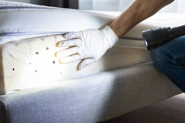 Best Pest Control Near Me  in Omao, HI