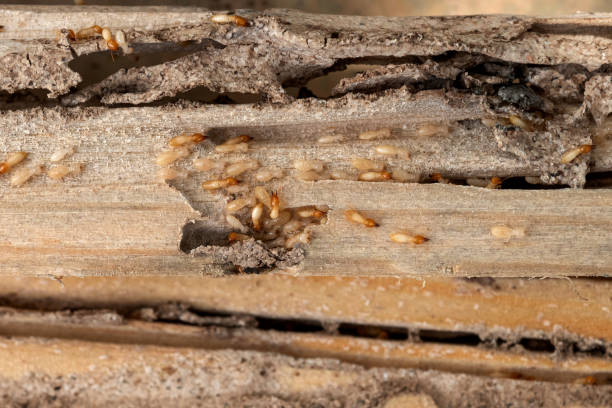 Best Pest Prevention Services  in Omao, HI