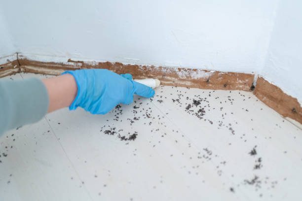 Best Termite Control Services  in Omao, HI