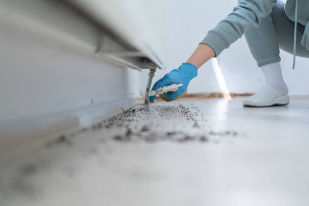 Best Cockroach Control Services  in Omao, HI